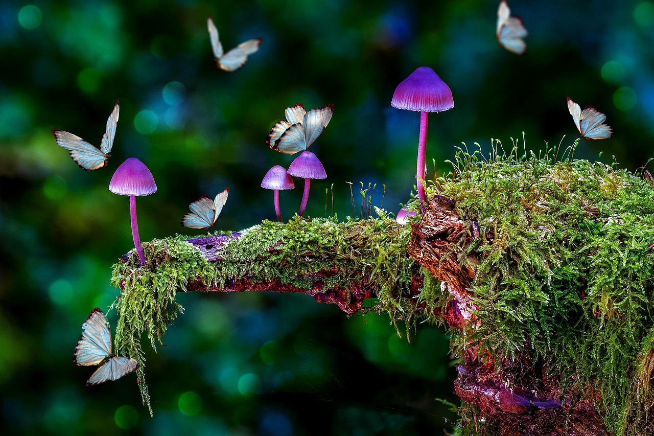 Mystic Forest